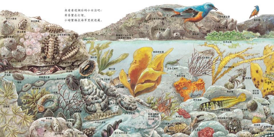 海边的动物 (06),绘本,绘本故事,绘本阅读,故事书,童书,图画书,课外阅读